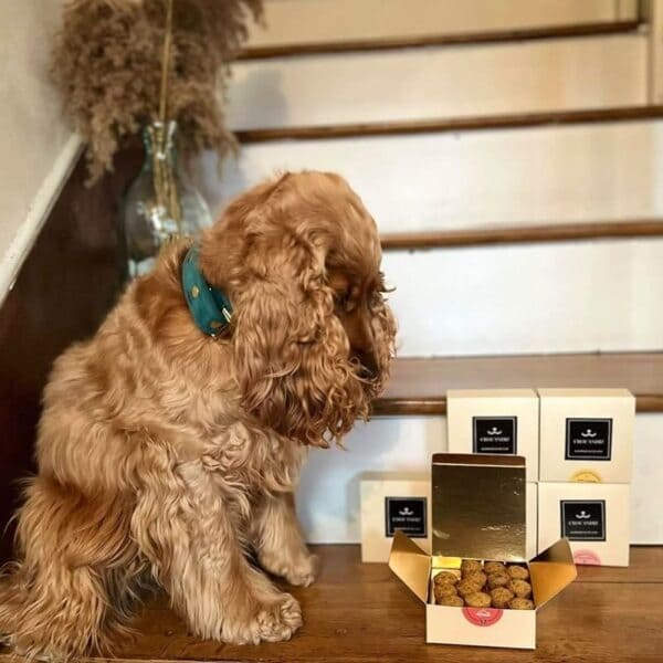 Biscuits Naturels pour Chien - Poulet & Curcuma & Fabriqués en France | Bio & Antioxydants