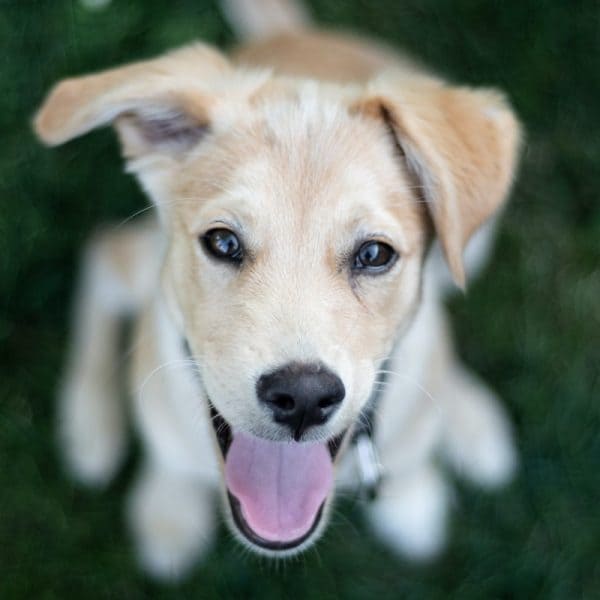 Biscuits Naturels pour Chien - Foie de Poulet & Potiron & Fabriqués en France | Bio & Digestifs